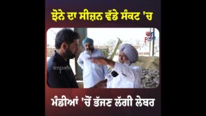 ਝੋਨੇ ਦਾ ਸੀਜ਼ਨ ਵੱਡੇ ਸੰਕਟ 'ਚ ਮੰਡੀਆਂ 'ਚੋਂ ਭੱਜਣ ਲੱਗੀ ਲੇਬਰ