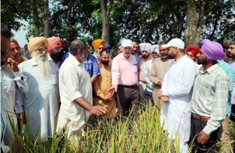 ਬੌਣਾ ਵਾਇਰਸ ਅਤੇ ਹਲਦੀ ਰੋਗ ਨਾਲ ਹੋਏ ਝੋਨੇ ਦੇ ਨੁਕਸਾਨ ਦੀ ਵਿਸ਼ੇਸ਼ ਗਿਰਦਾਵਰੀ ਹੋਵੇਗੀ : ਡਾ. ਬਲਬੀਰ ਸਿੰਘ